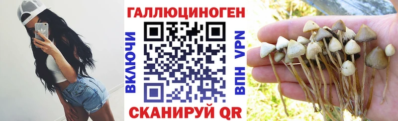 MEGA рабочий сайт  дарнет шоп  Ногинск  darknet состав  Псилоцибиновые грибы Cubensis 